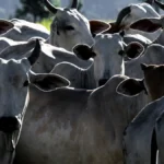 Agro Brasileiro Conquista o Mundo com Recordes de Exportação