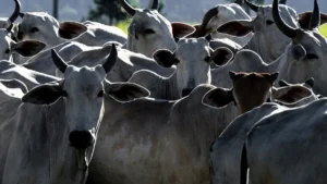 Agro Brasileiro Conquista o Mundo com Recordes de Exportação