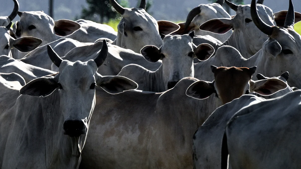 Agro Brasileiro Conquista o Mundo com Recordes de Exportação