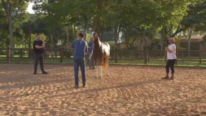 Expo Agro: Tradição e Inovação Impulsionam o Agronegócio Brasileiro